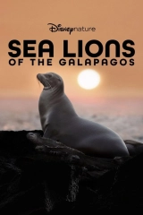Galapagos'un Denizaslanları